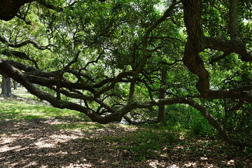 Gorgeous scenery at a local park in New Orleans on a summer day.