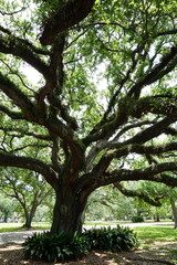 Gorgeous scenery at a local park in New Orleans on a summer day.