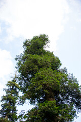 A view of the pine trees and white clouds in the sky in Nathia Gali, Abbottabad, Pakistan.