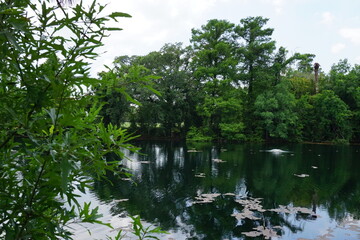 Gorgeous scenery at a local park in New Orleans on a summer day.