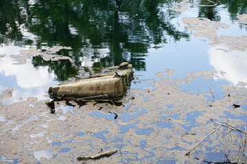 Gorgeous scenery at a local park in New Orleans on a summer day.