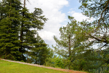 Fototapeta na wymiar Pinus Roxburghii Tree on the Mountains in Nathia Gali, Abbottabad, Pakistan.