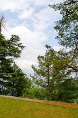 Fototapeta na wymiar Pinus Roxburghii Tree on the Mountains in Nathia Gali, Abbottabad, Pakistan.