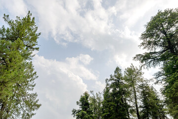 Obraz premium A view of the pine trees and white clouds in the sky in Nathia Gali, Abbottabad, Pakistan.