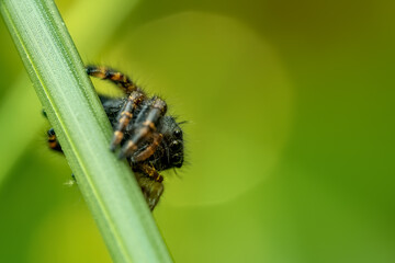 Close up of a bold jumper (Phiddipus audax) spider on a leaf.