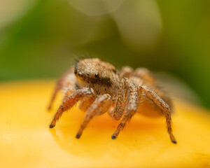 Close up of a jumping spider.