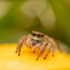Close up of a jumping spider.