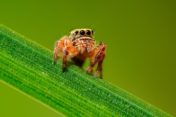 Close up of a jumping spider perched on a blade of grass.