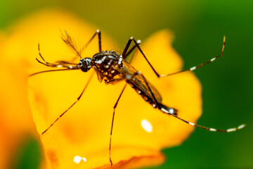 Close up of a mosquito.