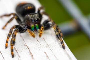 Close up of a bold jumper (Phidippus audax) spider.