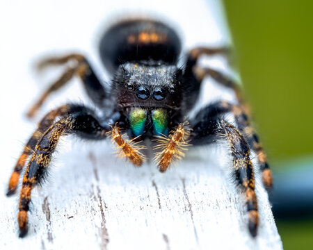 Close up of a bold jumper (Phidippus audax) spider.