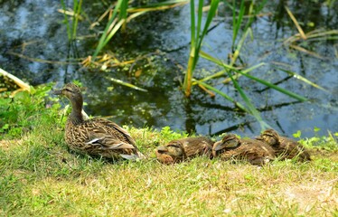Ducklings