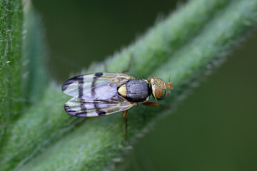 Bohrfliege - Urophora stylata
