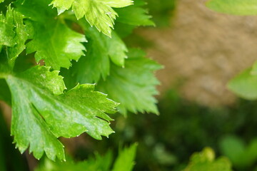 green plant
