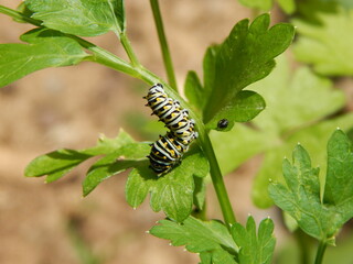 caterpillar facecap