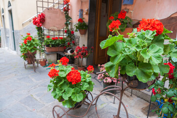 Fototapeta na wymiar Green leaves with red geranium flowers in pots in cycle basket