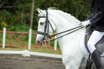 White horse during dressage competition, bridle, saddle and rider.