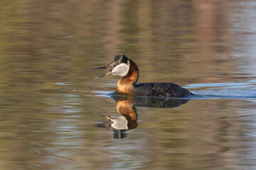 A Red-necked Grebe in Alaska