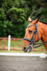 Fototapeta premium Brown horse during dressage competition, bridle, saddle and rider.