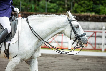 White horse during dressage competition, bridle, saddle and rider.