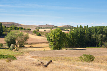 Vineyards landscape from Duero viticulture area, Spain