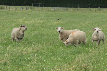Lambs Grazing