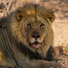 Fototapeta premium Male LIon After Kill