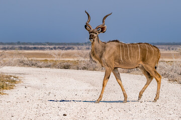 Male Greater Kudo