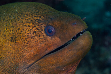 A giant moray eel, Gymnothorax javanicus, pokes its large head out of a reef crevice in Indonesia....