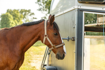 Portrait of a bay brown warmblood horse tied to a horse trailer in summer outdoors. Horse...