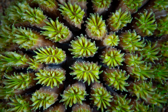 Detail of a star coral, Galaxea sp., growing on a coral reef in Indonesia.
