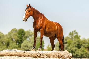 Portrait of a beautiful bay brown andalusian x arab horse gelding at the gravel beach bank of a...