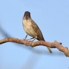 Sylvia atricapilla front view on the branch.