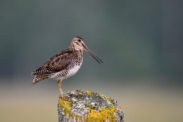 Singing Wilson's Snipe bird sits perched on a rotted fence post along the edge of an agriculture field