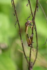 Mating Robber Flies