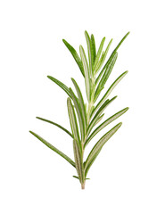 Sprig of fresh rosemary isolated on white