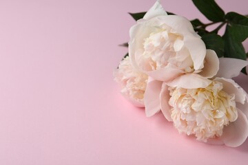 Beautiful peonies on pink background, closeup. Space for text