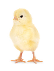 Cute fluffy baby chicken on white background