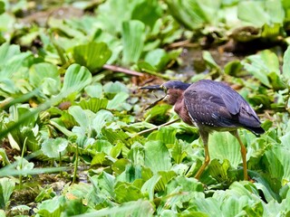 green heron in the swamp