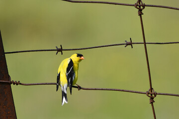 A male American goldfinch bird sits perched on a rusty country agriculture fence
