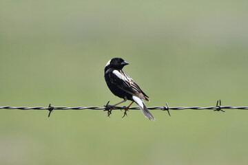 Rural scene of a Bobolink bird perched on a barb wire fence