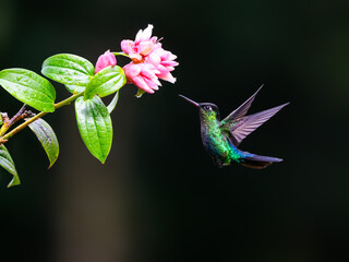 Fiery-throated Hummingbird in flight feeding on pink flower