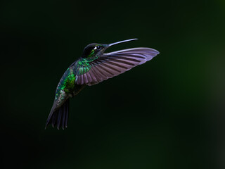 Fiery-throated Hummingbird in flight on green background