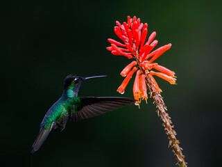 Talamanca Hummingbird in flight feeding on orange flower