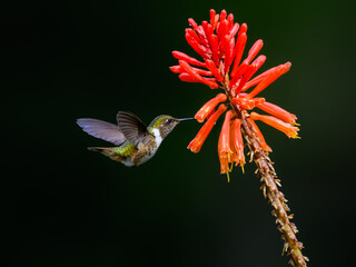 Volcano Hummingbird in flight feeding  on orange flower