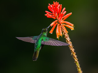 Obraz premium Talamanca Hummingbird in flight feeding on orange flower