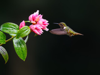 Volcano Hummingbird in flight feeding  on pink flower