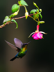 Fiery-throated Hummingbird in flight feeding on pink flower against green background