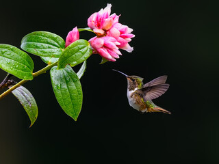 Volcano Hummingbird in flight feeding  on pink flower
