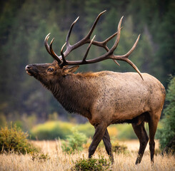 Bull Rocky mountain elk (cervus canadensis) walking in moraine park meadow during the fall elk rut at Rocky Mountain National Park, Colorado, USA